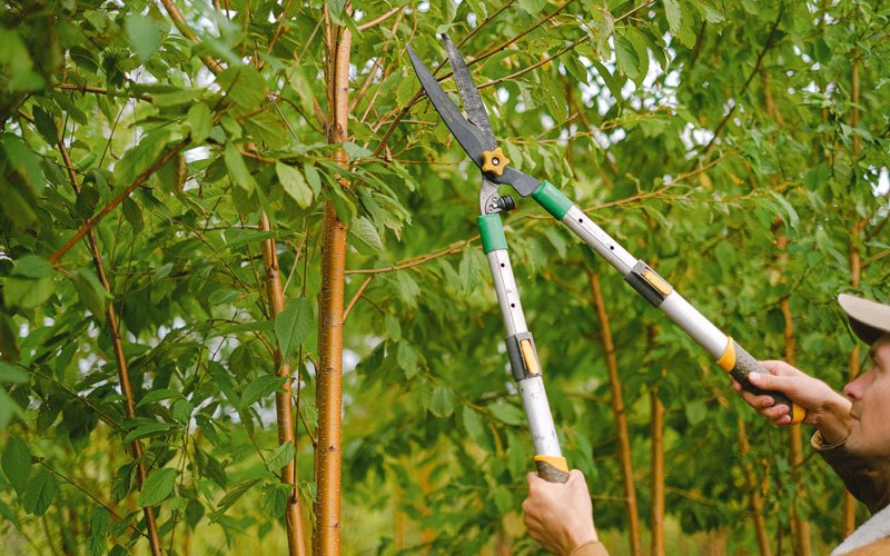 Tree trimming in Salida, CO